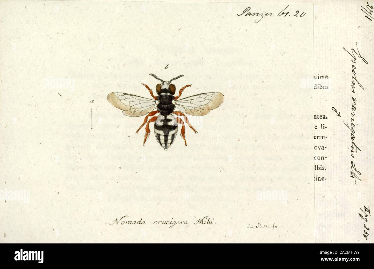 Epeolus, Imprimer Epeolus est une espèce d'abeilles coucou de la tribu Epeolini Nomadinae, la sous-partie de l'abeille Apidae famille. Elles sont souvent connues sous le nom de coucou-abeilles panaché Banque D'Images