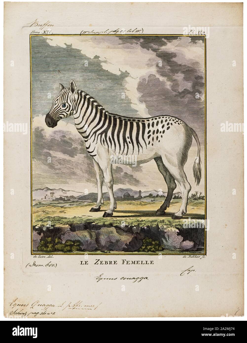 Equus Quagga Imprimer Le Zebre Des Plaines Equus Quagga Burchellii Equus Autrefois Egalement Connu Sous Le Nom De La Politique Commune De Zebre Est La Plus Commune Des Especes Repandues Geographiquement Et