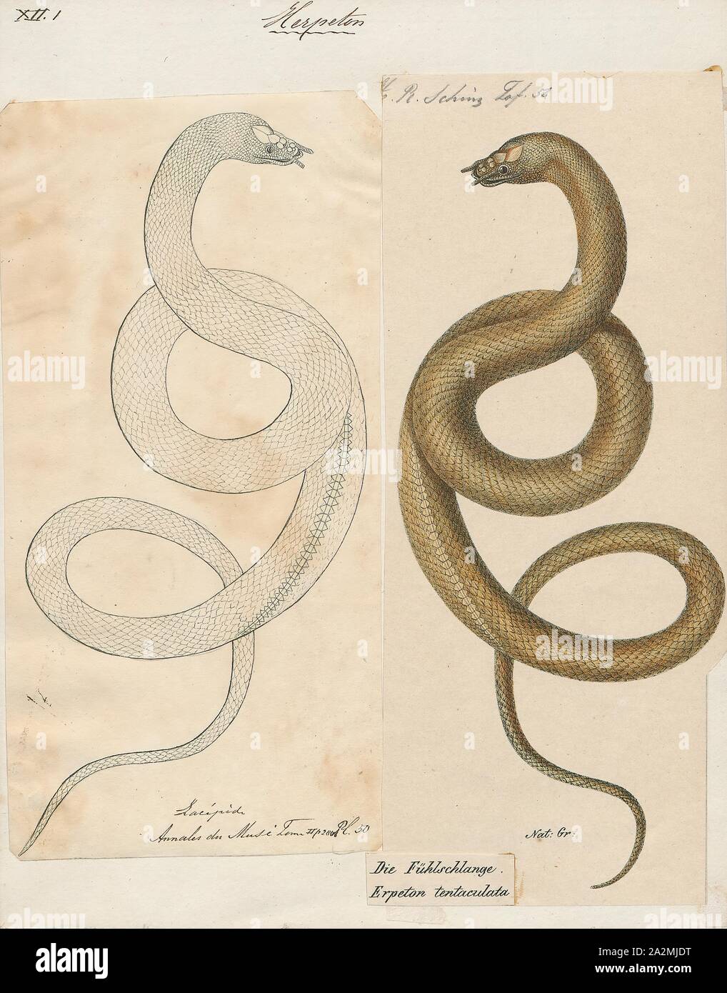 Tentaculata, rhizodontida Rhizodontida Imprimer, est une espèce de serpent de la famille des Homalopsidae, qui inclut un, l'unique de tentaculatum Rhizodontida, originaire de l'Asie du Sud-Est. Ils sont aquatiques et extrêmement rapide pour attraper leurs proies, petits poissons.Les serpents accomplir la capture de leurs proies en trichant sur un C-start échapper réflexe du poisson : après une approche du poisson, le serpent se courbe, et fait un mouvement rapide avec un segment de mesure de son corps, surprenant le poisson exactement dans le sens de la tête du serpent, 1700-1880. Banque D'Images