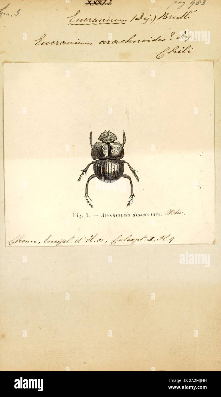 Eucranium Eucranium, Imprimer, est un genre de Scarabaeidae ou scarabées de la famille des Scarabaeoidea Banque D'Images