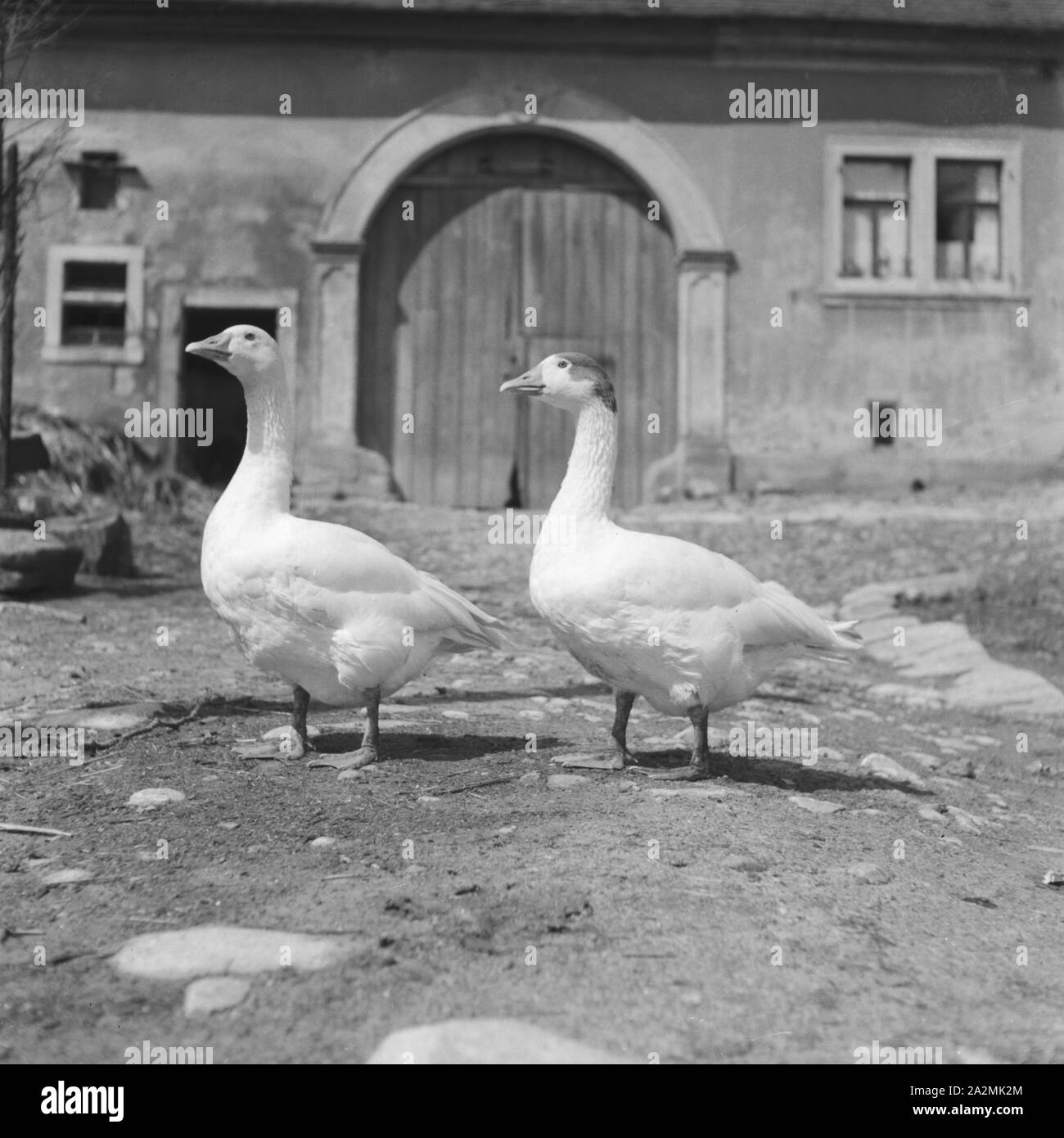 Gänse auf einem Bauernhof im Schwarzwald, Deutschland 1930er Jahre. Les oies dans une ferme dans la région de la Forêt-Noire, Allemagne 1930. Banque D'Images