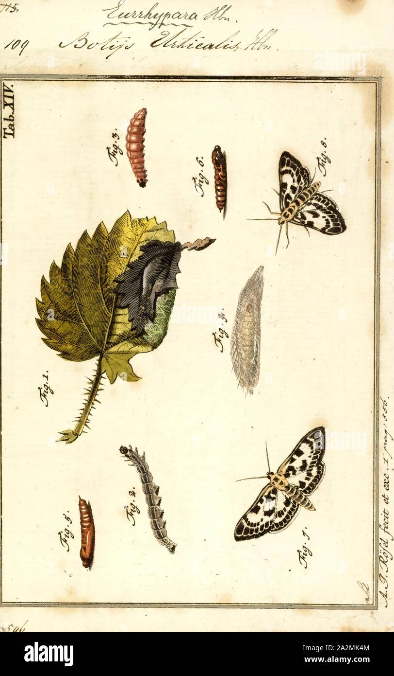 Eurrhypara, Imprimer, Anania est un genre de papillons de la famille des Crambidae décrite par Jacob Hübner en 1823 Banque D'Images