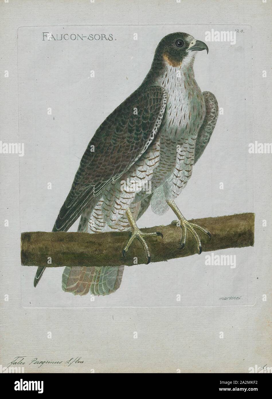 Falco Peregrinus Imprimer Le Faucon Pelerin Falco Peregrinus Egalement Connu Sous Le Nom De Faucon Et Historiquement Comme Le Canard Hawk En Amerique Du Nord Est Un Oiseau De Proie Raptor De Falco Peregrinus Imprimer Le Faucon Pelerin Falco Peregrinus Egalement Connu Sous Le Nom De Faucon Et Historiquement Comme Le Canard Hawk En Amerique Du Nord Est Un Oiseau De Proie Raptor De
