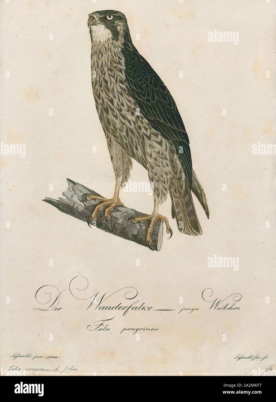 Falco Peregrinus Imprimer Le Faucon Pelerin Falco Peregrinus Egalement Connu Sous Le Nom De Faucon Et Historiquement Comme Le Canard Hawk En Amerique Du Nord Est Un Oiseau De Proie Raptor De Falco Peregrinus Imprimer Le Faucon Pelerin Falco Peregrinus Egalement Connu Sous Le Nom De Faucon Et Historiquement Comme Le Canard Hawk En Amerique Du Nord Est Un Oiseau De Proie Raptor De