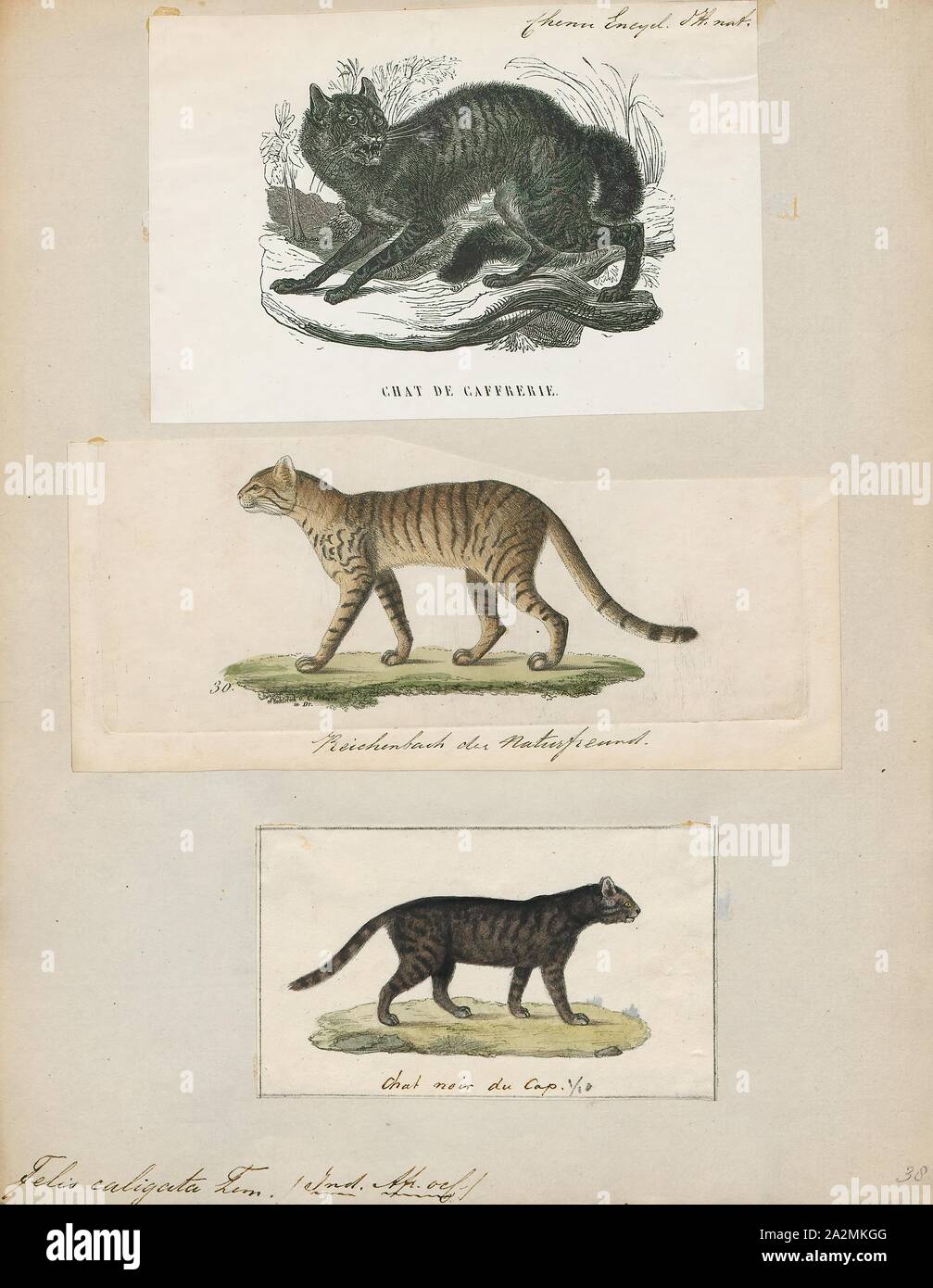Felis caligata, Imprimer, Felis est un genre de petites et moyennes cat Felinae espèces indigènes de la plus grande partie de l'Afrique et au sud de 60° de latitude dans l'Europe et l'Asie à l'Indochine. Le genre comprend le chat domestique. La plus petite espèce felis est le chat à pieds noirs avec une tête et la longueur du corps de 38 à 42 cm (15 à 17). Le plus grand est le chat de jungle avec une tête et la longueur du corps de 62 à 76 cm (24 à 30). En 1700-1880, Banque D'Images