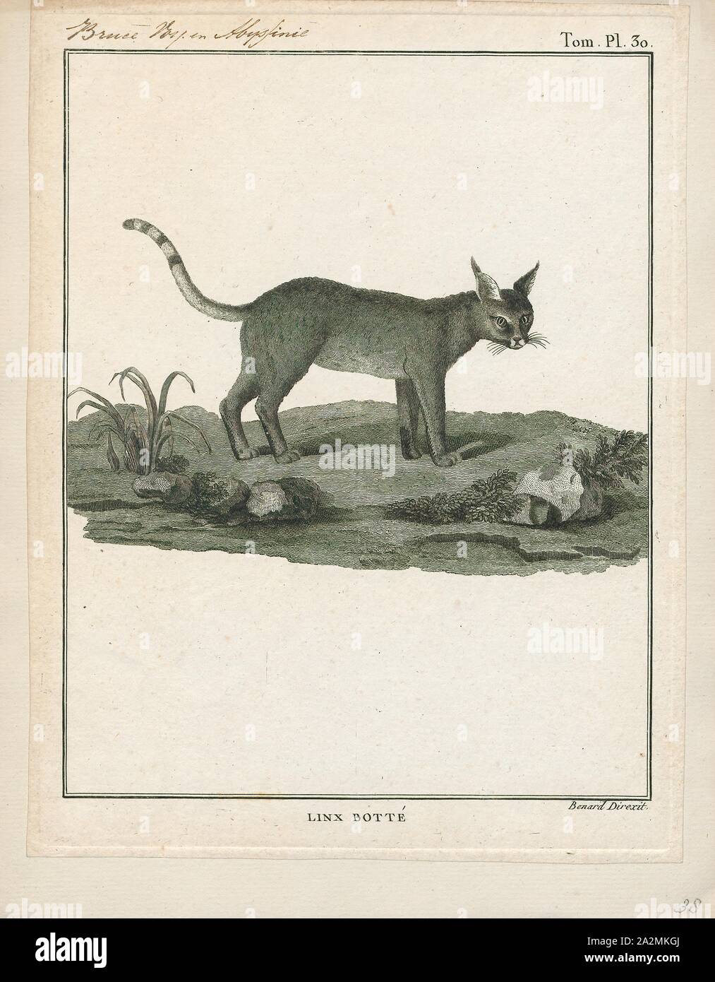 Felis caligata, Imprimer, Felis est un genre de petites et moyennes cat Felinae espèces indigènes de la plus grande partie de l'Afrique et au sud de 60° de latitude dans l'Europe et l'Asie à l'Indochine. Le genre comprend le chat domestique. La plus petite espèce felis est le chat à pieds noirs avec une tête et la longueur du corps de 38 à 42 cm (15 à 17). Le plus grand est le chat de jungle avec une tête et la longueur du corps de 62 à 76 cm (24 à 30). En 1790-1832, Banque D'Images