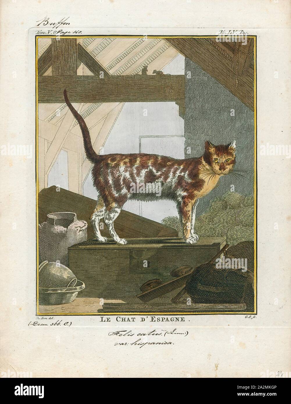Felis Catus Imprimer Le Chat Felis Catus Est Un Petit Mammifere Carnivore C Est La Seule Especes Domestiques Dans La Famille Des Felides Et Souvent Appele Le Chat Domestique Pour La Distinguer De