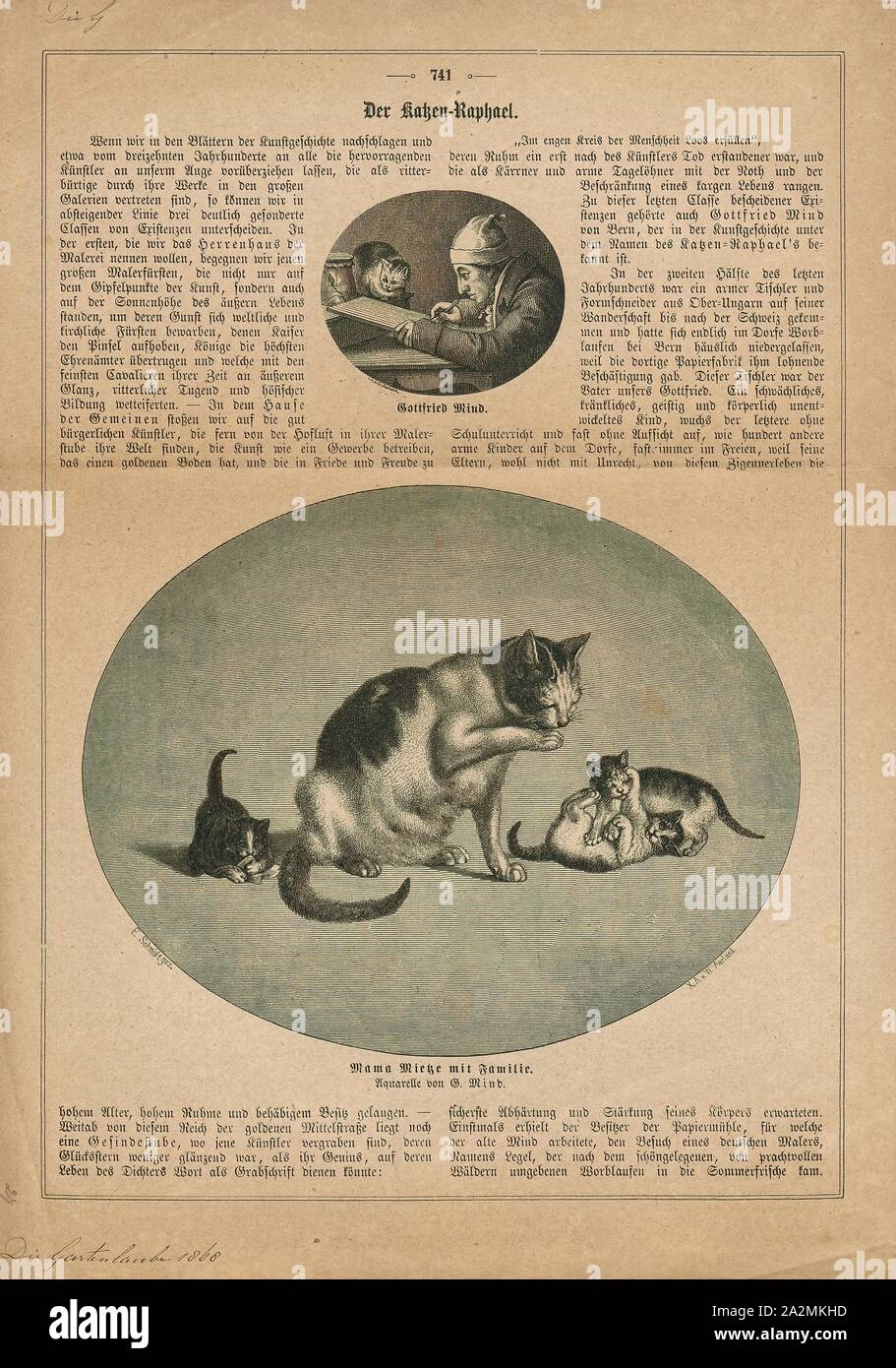 Felis Catus Imprimer Le Chat Felis Catus Est Un Petit Mammifere Carnivore C Est La Seule Especes Domestiques Dans La Famille Des Felides Et Souvent Appele Le Chat Domestique Pour La Distinguer De