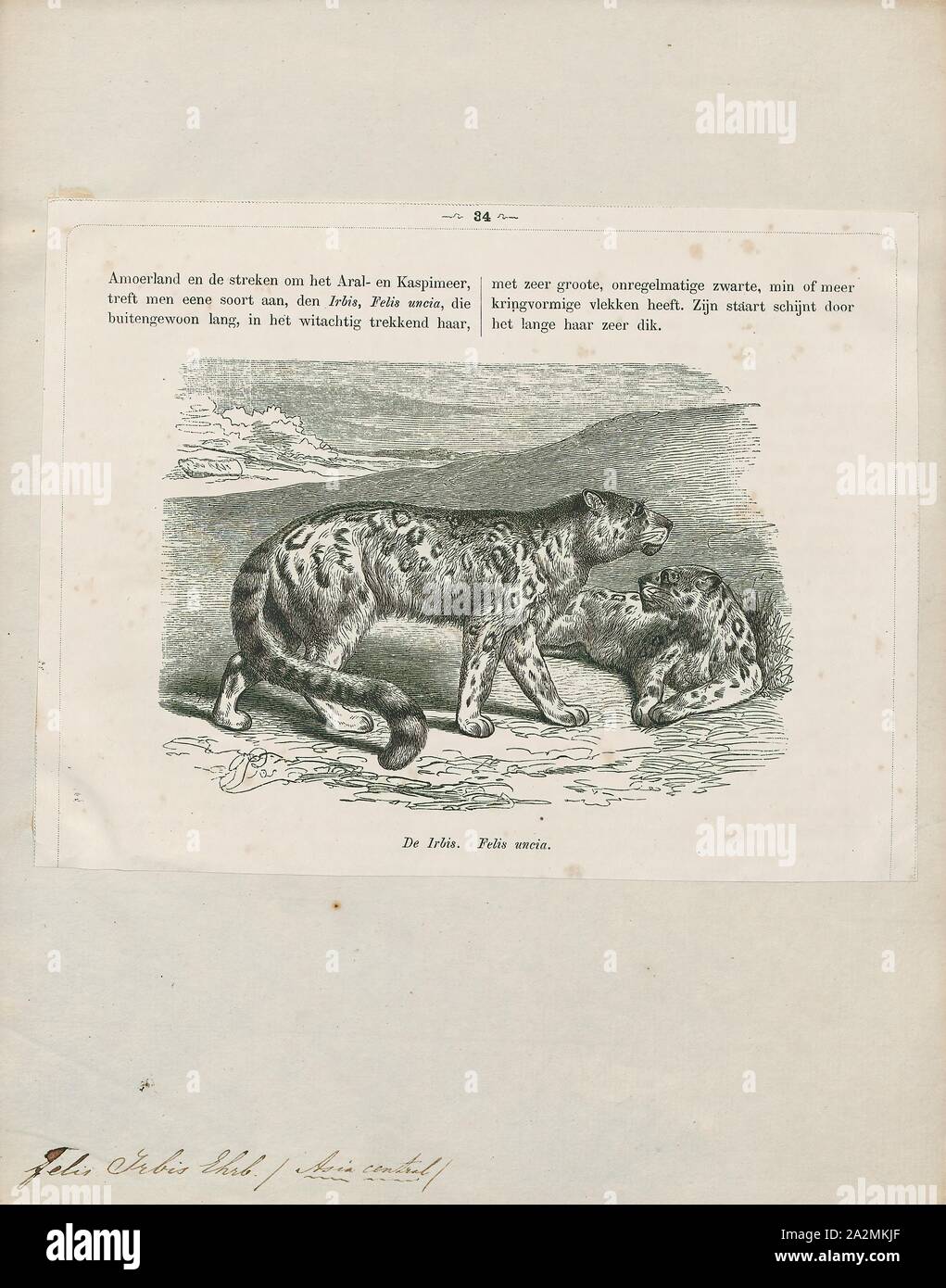 Felis irbis, Imprimer, Felis est un genre de petites et moyennes cat Felinae espèces indigènes de la plus grande partie de l'Afrique et au sud de 60° de latitude dans l'Europe et l'Asie à l'Indochine. Le genre comprend le chat domestique. La plus petite espèce felis est le chat à pieds noirs avec une tête et la longueur du corps de 38 à 42 cm (15 à 17). Le plus grand est le chat de jungle avec une tête et la longueur du corps de 62 à 76 cm (24 à 30) en 1872. Banque D'Images