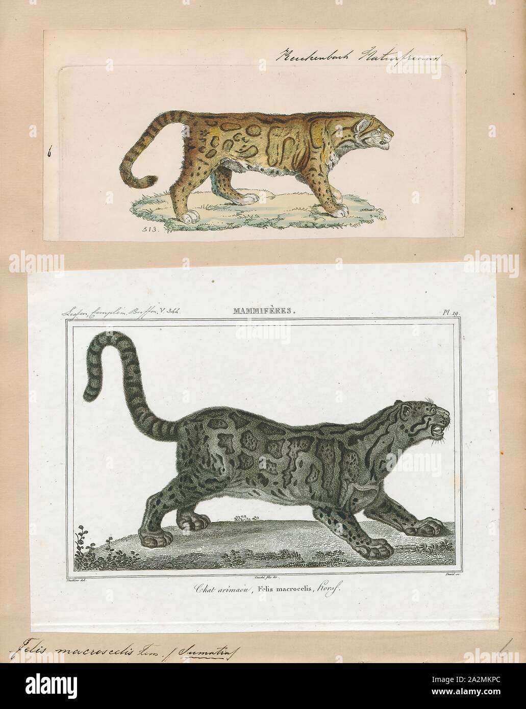Macroscelis Felis, Imprimer, Felis est un genre de petites et moyennes cat Felinae espèces indigènes de la plus grande partie de l'Afrique et au sud de 60° de latitude dans l'Europe et l'Asie à l'Indochine. Le genre comprend le chat domestique. La plus petite espèce felis est le chat à pieds noirs avec une tête et la longueur du corps de 38 à 42 cm (15 à 17). Le plus grand est le chat de jungle avec une tête et la longueur du corps de 62 à 76 cm (24 à 30). En 1700-1880, Banque D'Images