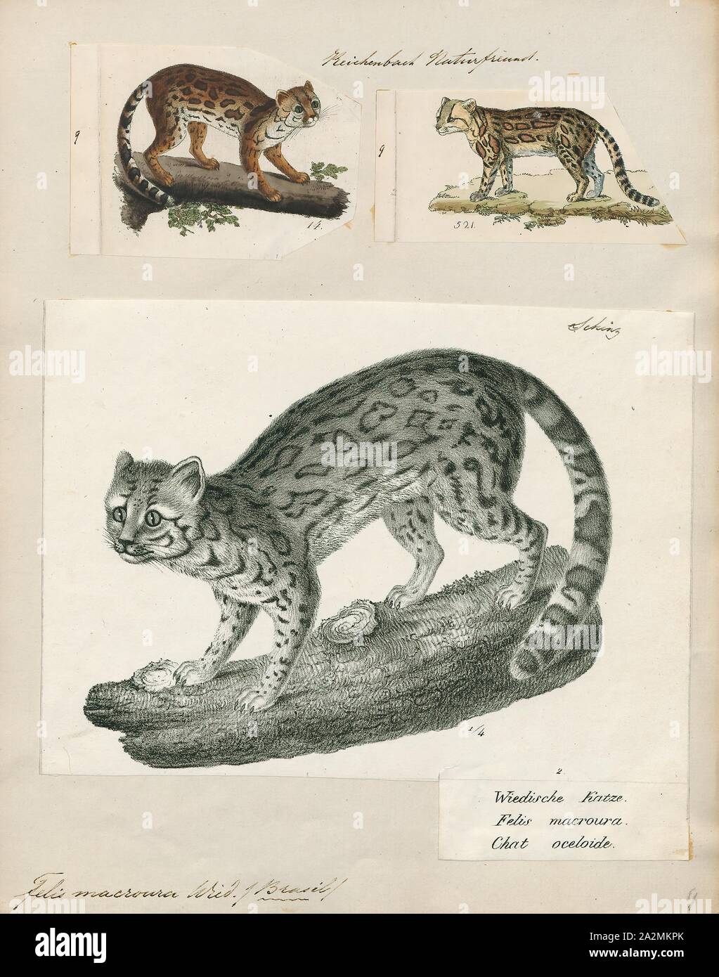 Felis macroura, Imprimer, Felis est un genre de petites et moyennes cat Felinae espèces indigènes de la plus grande partie de l'Afrique et au sud de 60° de latitude dans l'Europe et l'Asie à l'Indochine. Le genre comprend le chat domestique. La plus petite espèce felis est le chat à pieds noirs avec une tête et la longueur du corps de 38 à 42 cm (15 à 17). Le plus grand est le chat de jungle avec une tête et la longueur du corps de 62 à 76 cm (24 à 30). En 1700-1880, Banque D'Images