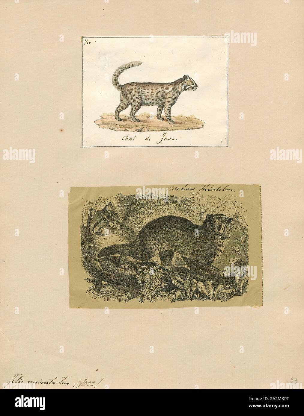 Felis minuta, Imprimer, Felis est un genre de petites et moyennes cat Felinae espèces indigènes de la plus grande partie de l'Afrique et au sud de 60° de latitude dans l'Europe et l'Asie à l'Indochine. Le genre comprend le chat domestique. La plus petite espèce felis est le chat à pieds noirs avec une tête et la longueur du corps de 38 à 42 cm (15 à 17). Le plus grand est le chat de jungle avec une tête et la longueur du corps de 62 à 76 cm (24 à 30). En 1700-1880, Banque D'Images