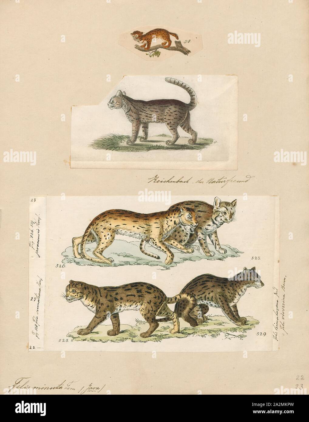 Felis minuta, Imprimer, Felis est un genre de petites et moyennes cat Felinae espèces indigènes de la plus grande partie de l'Afrique et au sud de 60° de latitude dans l'Europe et l'Asie à l'Indochine. Le genre comprend le chat domestique. La plus petite espèce felis est le chat à pieds noirs avec une tête et la longueur du corps de 38 à 42 cm (15 à 17). Le plus grand est le chat de jungle avec une tête et la longueur du corps de 62 à 76 cm (24 à 30). En 1700-1880, Banque D'Images