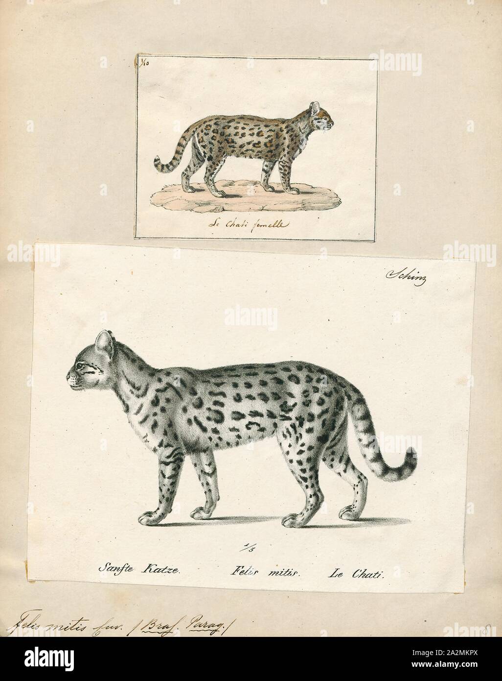 Felis mitis, Imprimer, Felis est un genre de petites et moyennes cat Felinae espèces indigènes de la plus grande partie de l'Afrique et au sud de 60° de latitude dans l'Europe et l'Asie à l'Indochine. Le genre comprend le chat domestique. La plus petite espèce felis est le chat à pieds noirs avec une tête et la longueur du corps de 38 à 42 cm (15 à 17). Le plus grand est le chat de jungle avec une tête et la longueur du corps de 62 à 76 cm (24 à 30). En 1700-1880, Banque D'Images