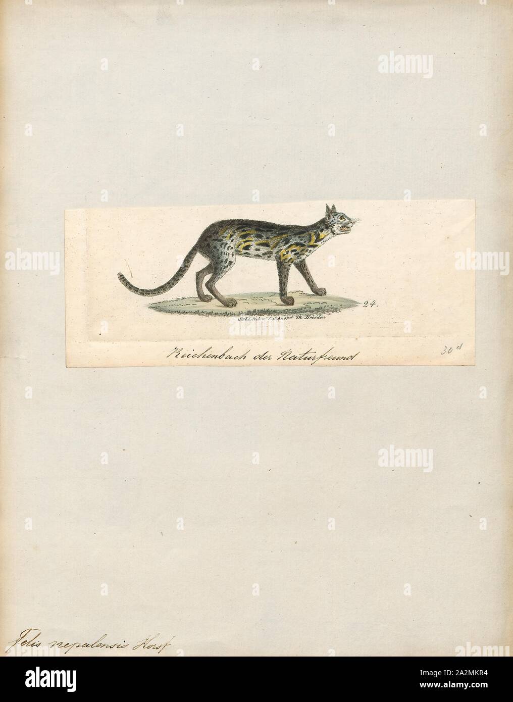 Felis nepalensis, Imprimer, Felis est un genre de petites et moyennes cat Felinae espèces indigènes de la plus grande partie de l'Afrique et au sud de 60° de latitude dans l'Europe et l'Asie à l'Indochine. Le genre comprend le chat domestique. La plus petite espèce felis est le chat à pieds noirs avec une tête et la longueur du corps de 38 à 42 cm (15 à 17). Le plus grand est le chat de jungle avec une tête et la longueur du corps de 62 à 76 cm (24 à 30) en 1834. Banque D'Images