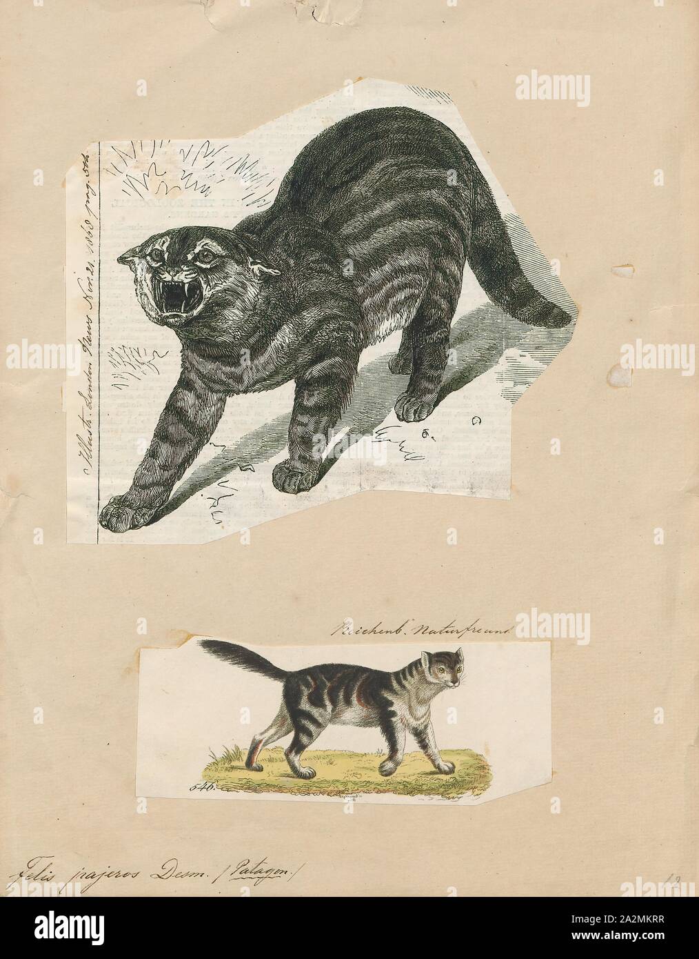 Felis pajeros, Print, Felis est un genre de petites et moyennes cat Felinae espèces indigènes de la plus grande partie de l'Afrique et au sud de 60° de latitude dans l'Europe et l'Asie à l'Indochine. Le genre comprend le chat domestique. La plus petite espèce felis est le chat à pieds noirs avec une tête et la longueur du corps de 38 à 42 cm (15 à 17). Le plus grand est le chat de jungle avec une tête et la longueur du corps de 62 à 76 cm (24 à 30). En 1700-1880, Banque D'Images