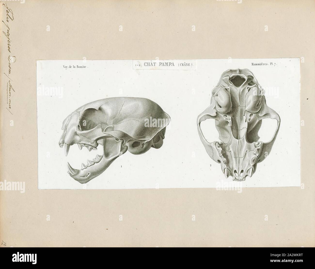 Felis pajeros, Print, Felis est un genre de petites et moyennes cat Felinae espèces indigènes de la plus grande partie de l'Afrique et au sud de 60° de latitude dans l'Europe et l'Asie à l'Indochine. Le genre comprend le chat domestique. La plus petite espèce felis est le chat à pieds noirs avec une tête et la longueur du corps de 38 à 42 cm (15 à 17). Le plus grand est le chat de jungle avec une tête et la longueur du corps de 62 à 76 cm (24 à 30 po), du crâne. Banque D'Images