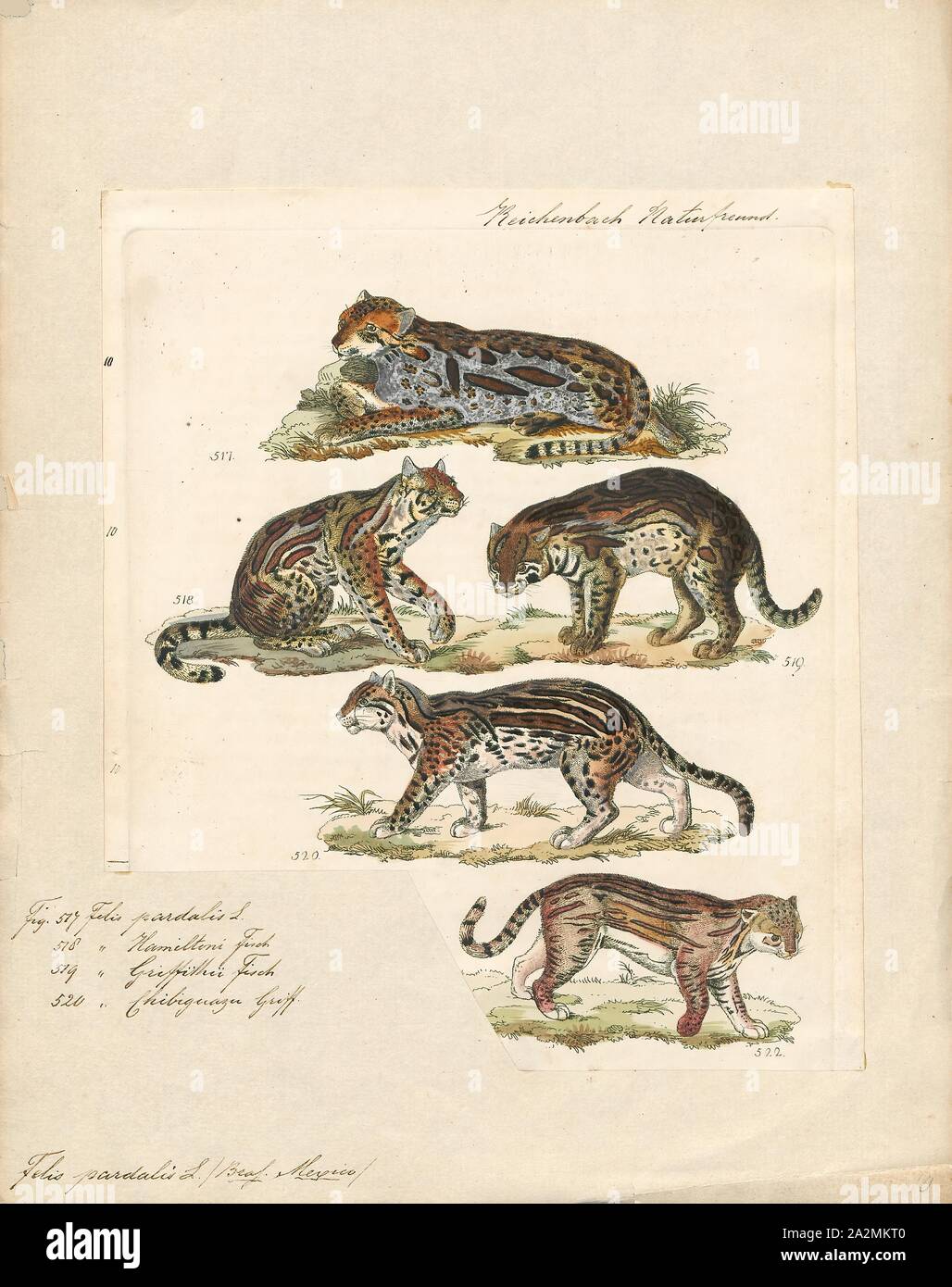 Felis pardalis, Imprimer, Felis est un genre de petites et moyennes cat Felinae espèces indigènes de la plus grande partie de l'Afrique et au sud de 60° de latitude dans l'Europe et l'Asie à l'Indochine. Le genre comprend le chat domestique. La plus petite espèce felis est le chat à pieds noirs avec une tête et la longueur du corps de 38 à 42 cm (15 à 17). Le plus grand est le chat de jungle avec une tête et la longueur du corps de 62 à 76 cm (24 à 30) en 1834. Banque D'Images