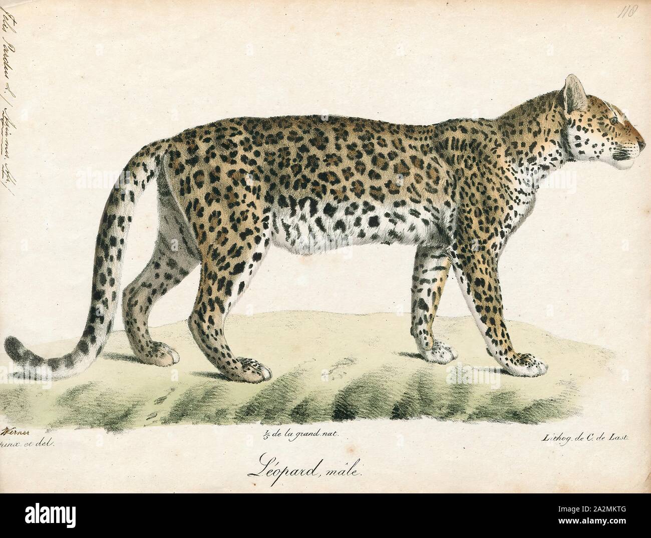Felis pardus, Imprimer, le léopard (Panthera pardus) est l'une des cinq  espèces du Genre Panthera, membre de l'espèce Felidae. Elle se produit dans  une large gamme en Afrique subsaharienne, dans les petites