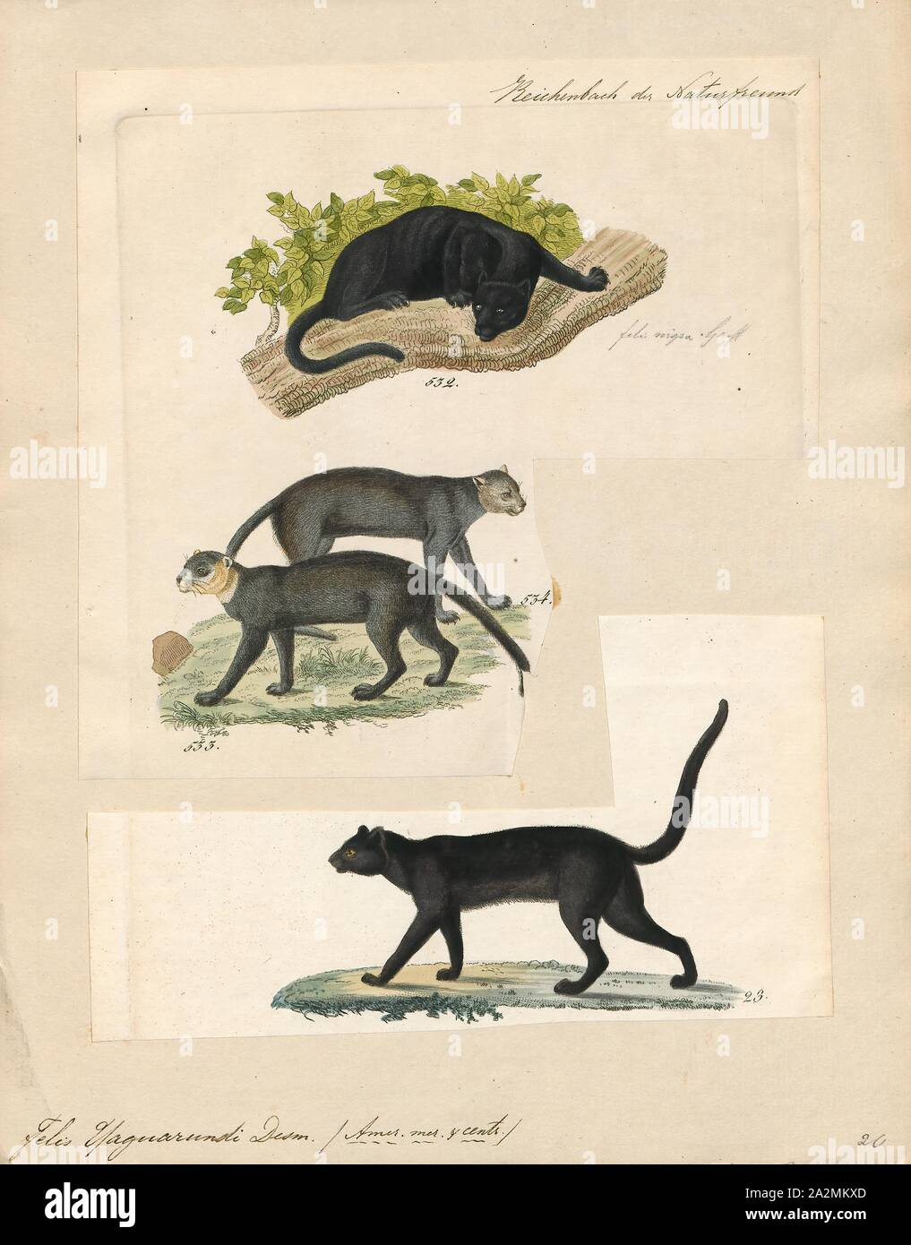 Yaguarundi Felis, Imprimer, Felis est un genre de petites et moyennes cat Felinae espèces indigènes de la plus grande partie de l'Afrique et au sud de 60° de latitude dans l'Europe et l'Asie à l'Indochine. Le genre comprend le chat domestique. La plus petite espèce felis est le chat à pieds noirs avec une tête et la longueur du corps de 38 à 42 cm (15 à 17). Le plus grand est le chat de jungle avec une tête et la longueur du corps de 62 à 76 cm (24 à 30) en 1834. Banque D'Images