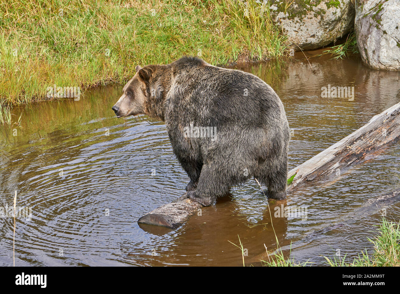 Un grizzly, Grouse Mountain, Vancouver Banque D'Images