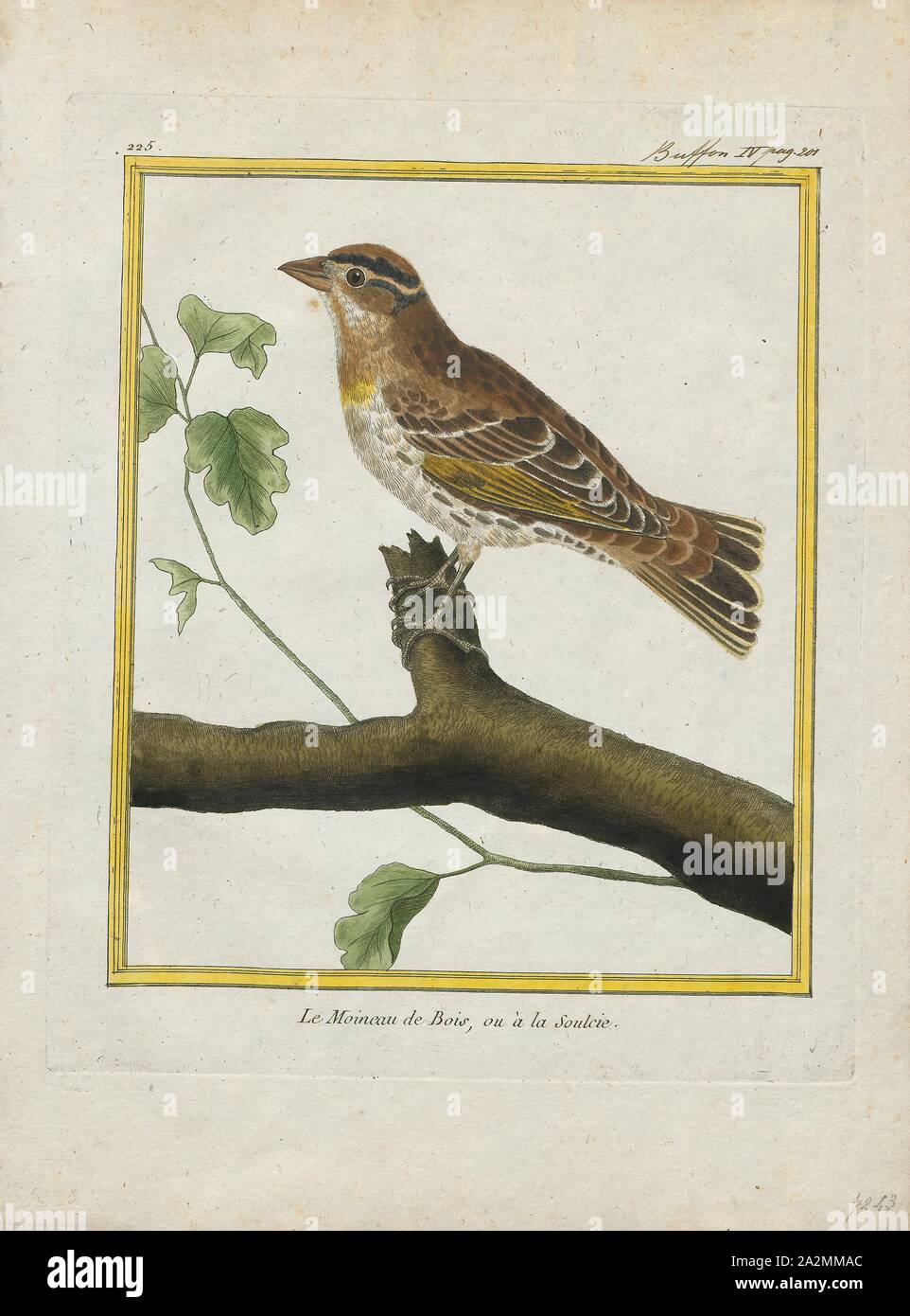 Fringilla petronia, Imprimer, le rock sparrow (Petronia petronia) est une espèce de passereau de la famille Passeridae. Il est le seul membre du genre Petronia. Elle se reproduit sur les collines rocheuses arides de la péninsule ibérique et de l'ouest de l'Afrique du nord dans le sud de l'Europe et à travers l'Asie centrale. Elle est en grande partie à l'ouest résident de son aire de répartition, mais migrent les oiseaux asiatiques de régions plus au sud, ou descendre les montagnes., 1700-1880 Banque D'Images