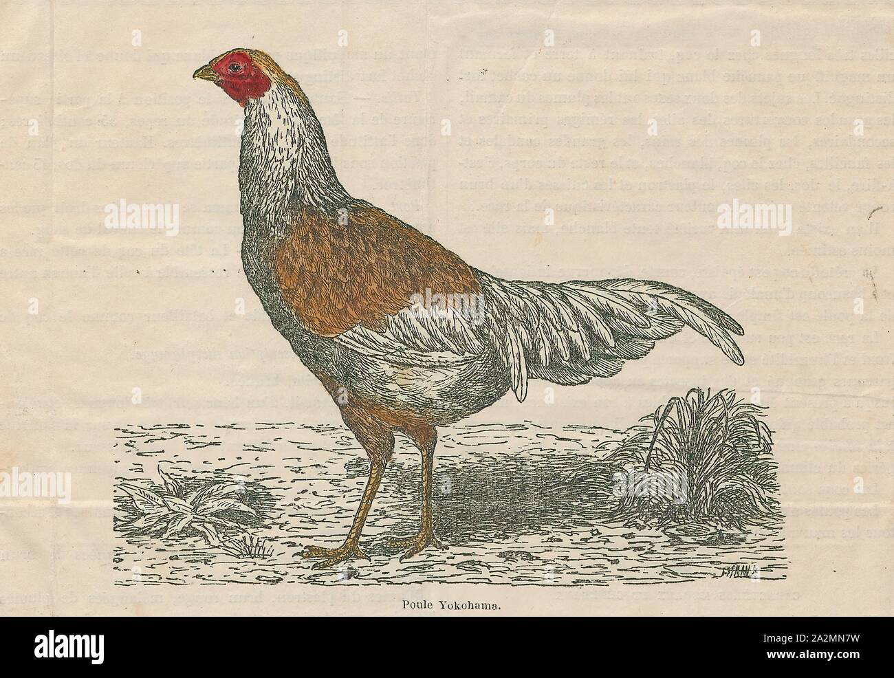 Gallus sonneratii, Imprimer, le gray coqs sauvages (Gallus sonneratii), également connu sous le nom de Sonnerat coqs sauvages, est l'un des ancêtres des oiseaux sauvages ainsi que les coqs sauvages rouge et d'autres. junglefowls, 1879 Banque D'Images