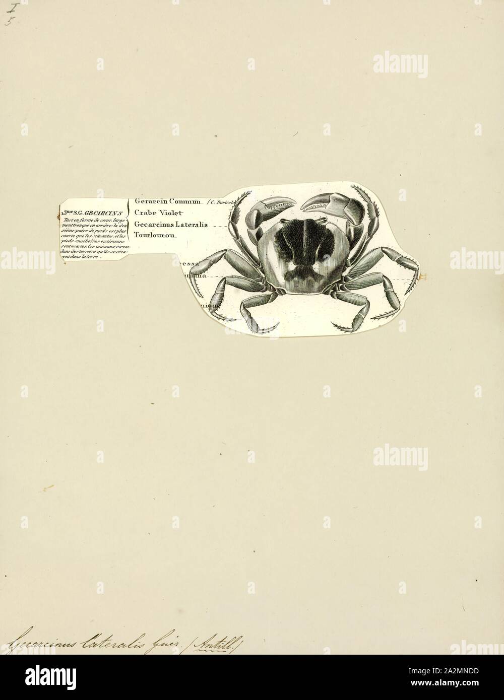Gecarcinus Lateralis Imprimer Gecarcinus Lateralis Aussi Connu Par Les Noms Communs Terre Blackback Crabe Crabe Bermuda Land Terre Rouge Crabe Conduisant A La Confusion Facile Avec Gecarcoidea Natalis Et La Lune Le