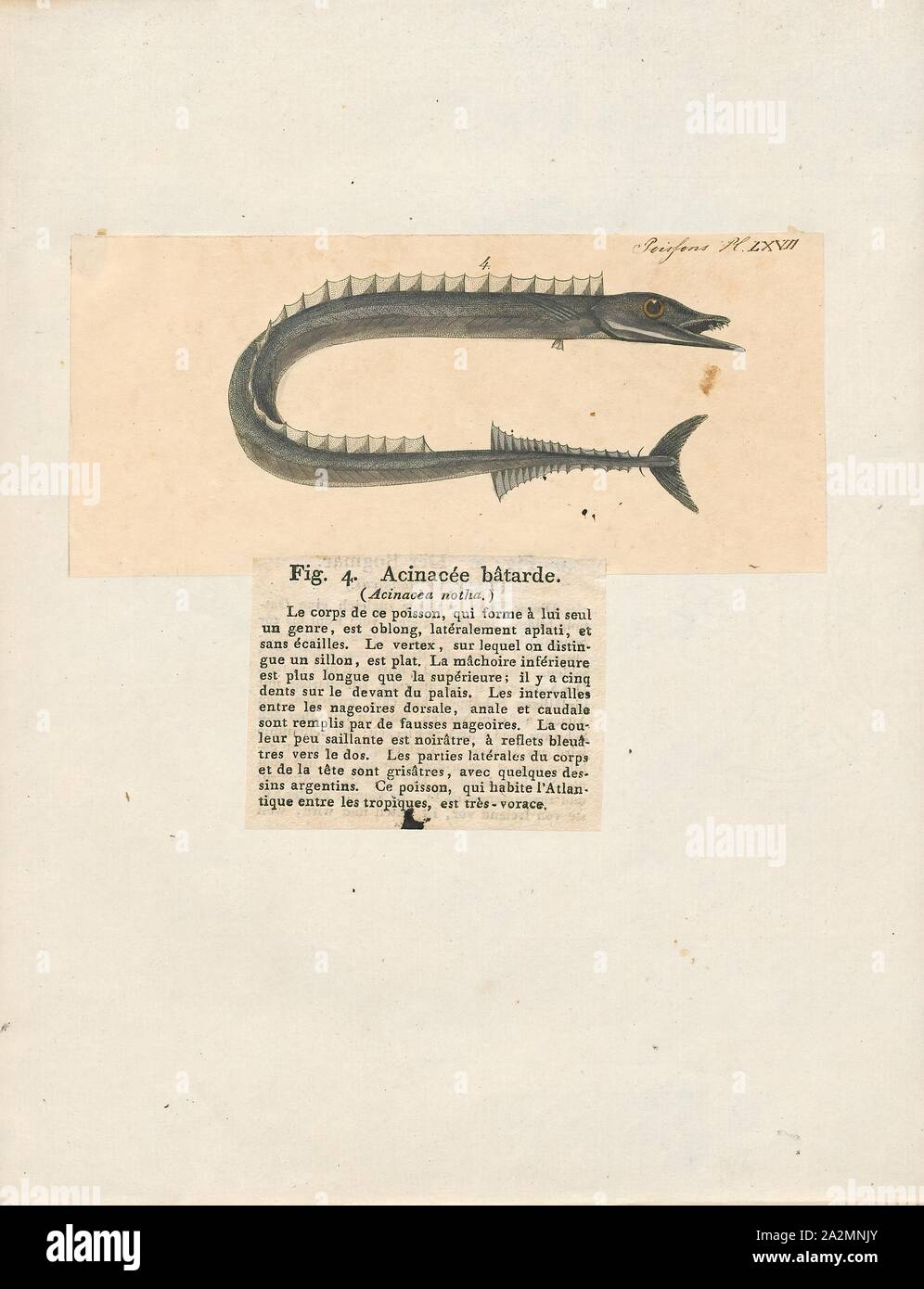 Gempylus serpens, Imprimer, le snake mackerel (Gempylus serpens) est une espèce de poisson dans le genre monotypique Gempylus, appartenant à la famille des Gempylidés (qui est également généralement appelées 'snake' maquereaux). Il est présent dans le monde entier dans les régions tropicales et subtropicales des océans entre les latitudes 42° N et 40° S, les adultes sont connus pour s'égarer dans les eaux tempérées. C'est trouvé à une profondeur de 600 mètres (2 000 pieds),. Les populations de la serpent, de l'Atlantique et de l'Indo-Pacifique diffèrent dans le nombre de vertèbres (51-55 et 48-50) et le nombre d'épines de la première nageoire dorsale (30-32 contre 26-30), etc. Banque D'Images