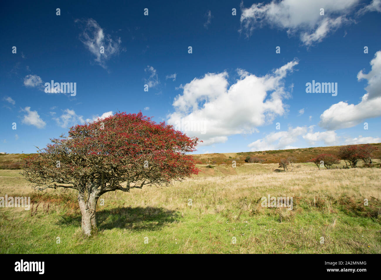 Une politique commune de l'Aubépine arbre, Cretaegus monogyna, chargés de fruits mûrs, qui a été façonnée par les vents dominants poussent sur une colline au-dessus de la plage de Chesil Banque D'Images