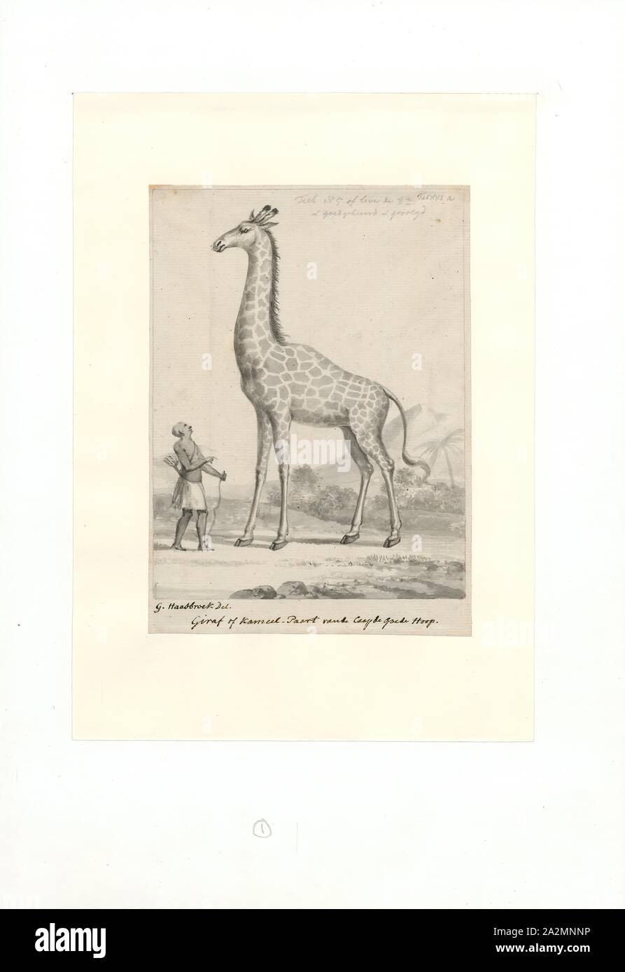 Giraffa camelopardalis, Imprimer, dans l'actuel système taxonomique de l'UICN Il n'y a qu'une espèce de girafe avec le nom G. camelopardalis et neuf sous-espèces., 1750-1790 Banque D'Images