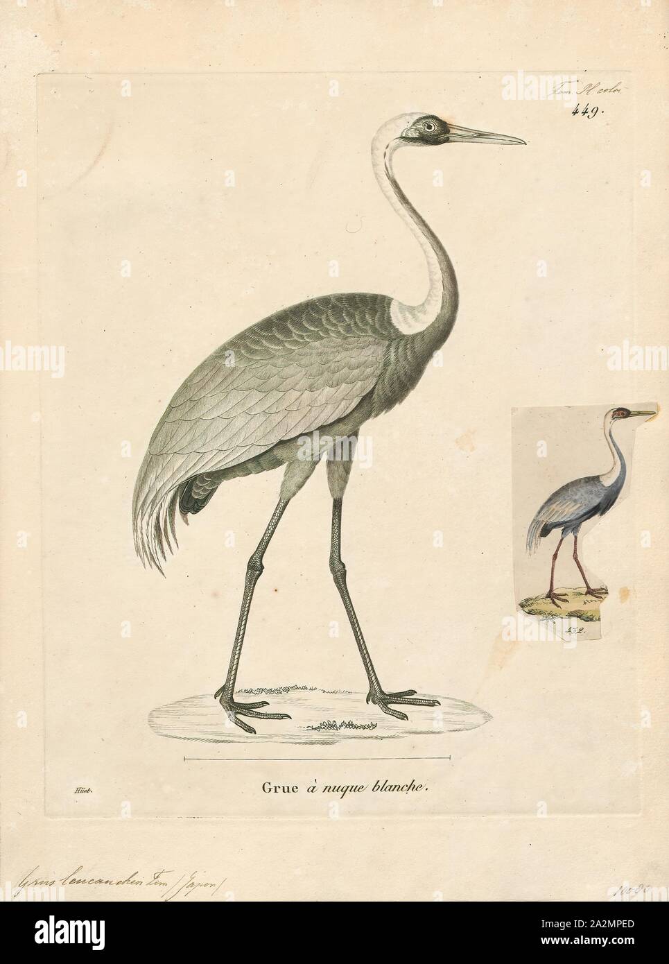 Grus vipio, Imprimer, la grue à cou blanc (Antigone vipio) est un oiseau de la famille de la grue. C'est un grand oiseau, 112-125 cm (44 à 49 po) de longueur, environ 130 cm (4,3 pi) de hauteur et pesant environ 5,6 kg (12 lb) avec pattes rosâtre, gris et blanc à rayures, col et un visage rouge patch., 1700-1880 Banque D'Images
