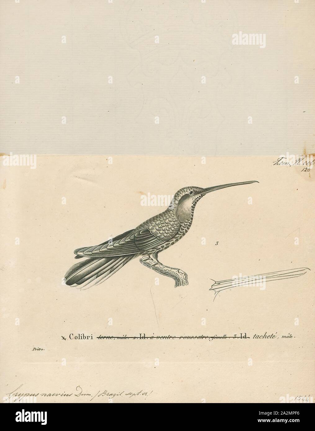 Grypus naevius, Imprimer, Grypus est un genre de charançons des marais dans la famille de Coléoptères connu comme Brachyceridae. Il y a au moins trois espèces décrites dans Grypus., 1700-1880 Banque D'Images