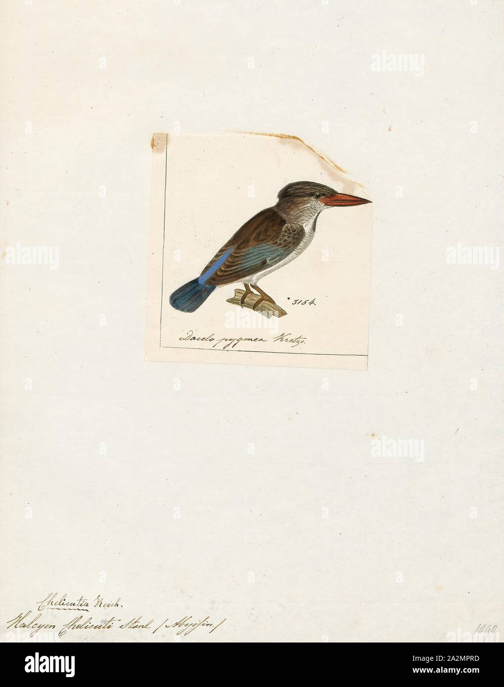 Halcyon chelicuti, Imprimer, le bar rayé (Halcyon chelicuti kingfisher) est une espèce de passereau de la famille des arbres Kingfisher. Il a été décrit pour la première fois par Edward, Lord Stanley, du sel en voyage en Abyssinie en 1814 comme 'Chelicut Alaudo Chelicuti kingfisher', 1845-1863. Banque D'Images