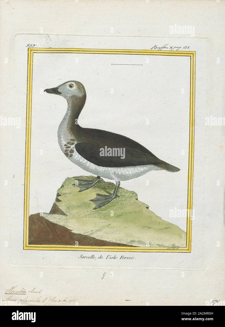 Harelda Glacialis Imprimer Le Harelde Kakawi L Harelde Kakawi Clangula Hyemalis Autrefois Connu Comme Le Canard Kakawi Est Un Canard De Mer De Taille Moyenne C Est Le Seul Membre Vivant De Son Genre