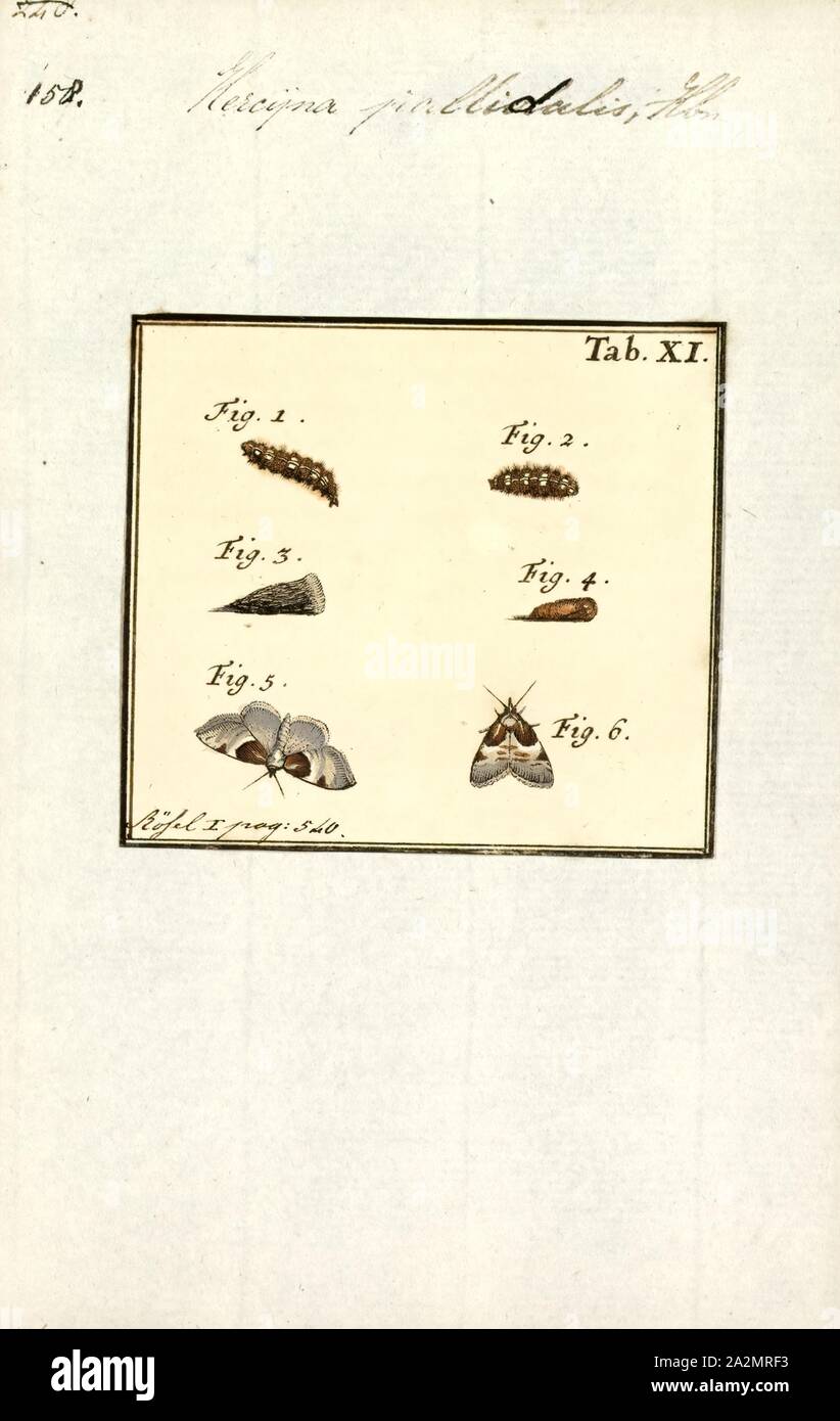 Chiasmia Hercyna, Imprimer, est un genre de de la famille des Colubridae. Il a été décrit par Jacob Hübner en 1823 Banque D'Images