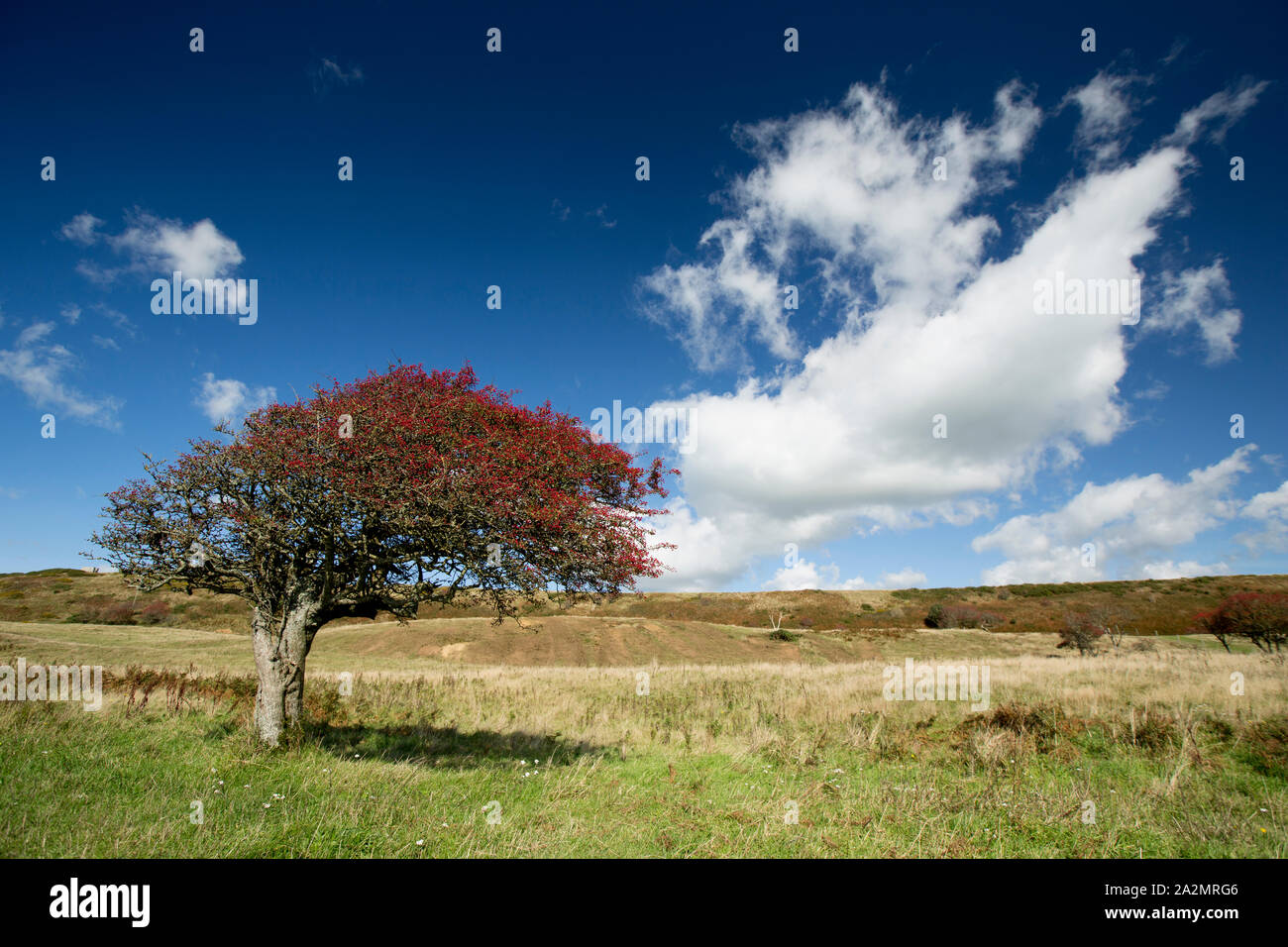Une politique commune de l'Aubépine arbre, Cretaegus monogyna, chargés de fruits mûrs, qui a été façonnée par les vents dominants poussent sur une colline au-dessus de la plage de Chesil Banque D'Images