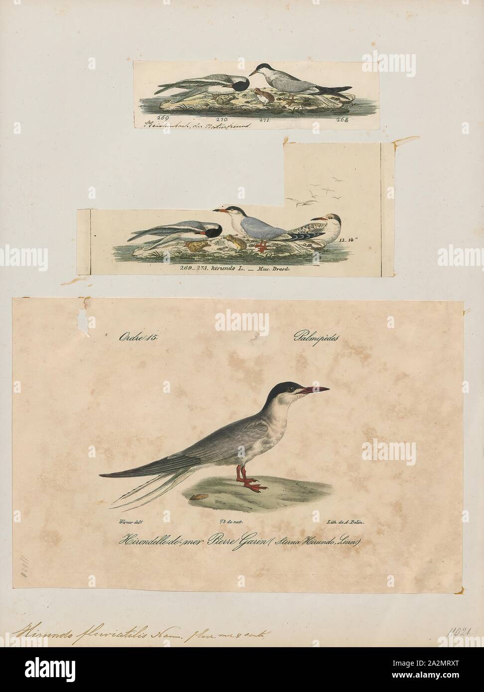 Hirundo Fluviatilis Imprimer L Oiseau Genre Hirundo Est Un Groupe De Passereaux De La Famille Des Hirundinidae Hirondelles Et Martins Le Nom De Genre Est Latin Pour Une Hirondelle Ce Sont Les Hirondelles