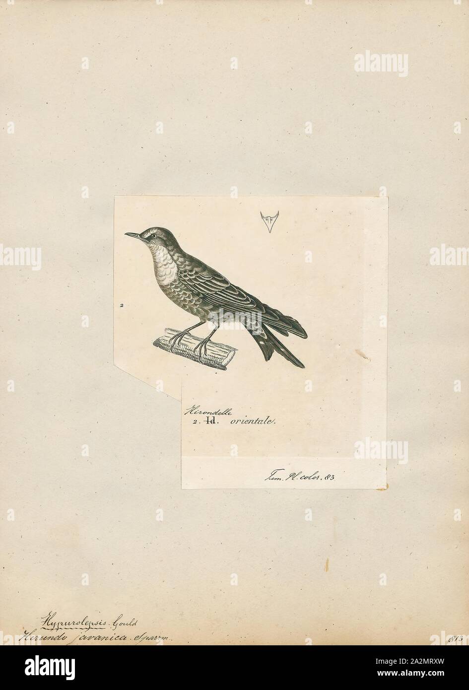 Hirundo Javanica Imprimer L Oiseau Genre Hirundo Est Un Groupe De Passereaux De La Famille Des Hirundinidae Hirondelles Et Martins Le Nom De Genre Est Latin Pour Une Hirondelle Ce Sont Les Hirondelles