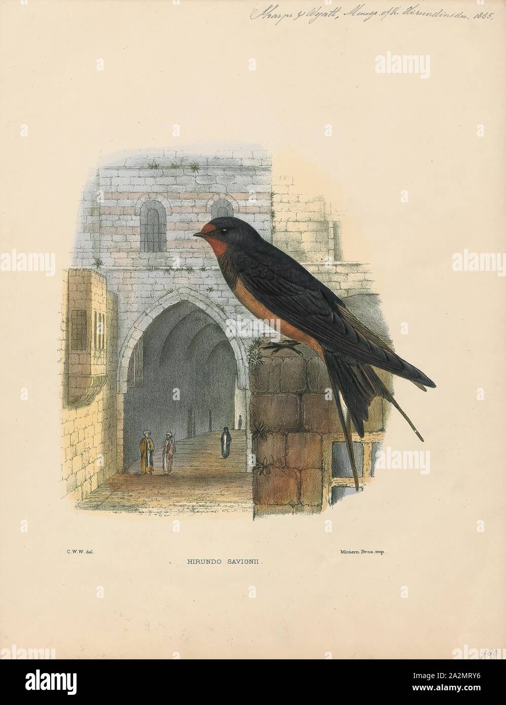 Hirundo Rustica Imprimer L Hirondelle Rustique Hirundo Rustica Est L Espece La Plus Repandue De L Avaler Dans Le Monde C Est Une Espece D Oiseau Bleu Distinctif Avec Parties Superieures Et Une Longue Queue Tres Fourchue