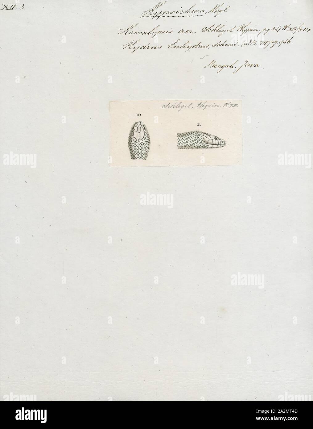 Homalopsis are, Print, Homalopsis est une espèce de serpents de la famille des Homalopsidae. Le genre est limitée à l'Asie du Sud et comprend cinq espèces actuellement reconnues. Comme tous les membres de la famille, Homalopsidae Homalopsis-arrière sont légèrement et à crochets venimeux, bien que considéré comme inoffensif pour l'homme, la tête. Banque D'Images