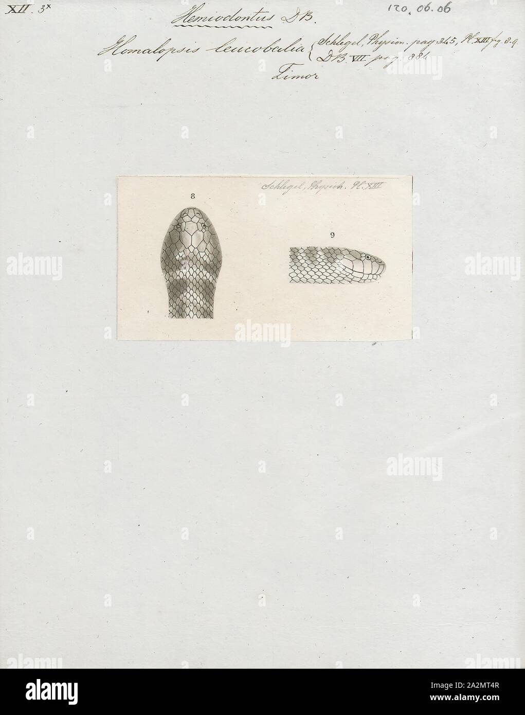 Homalopsis Homalopsis leucobalia, Print, est une espèce de serpents de la famille des Homalopsidae. Le genre est limitée à l'Asie du Sud et comprend cinq espèces actuellement reconnues. Comme tous les membres de la famille, Homalopsidae Homalopsis-arrière sont légèrement et à crochets venimeux, bien que considéré comme inoffensif pour l'homme, la tête. Banque D'Images