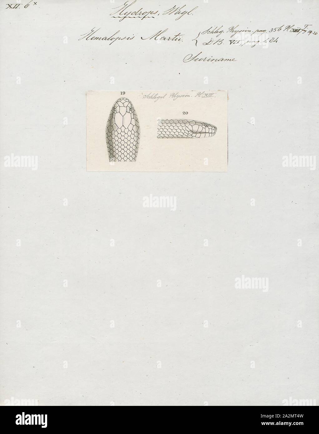 Homalopsis martti, Imprimer, Homalopsis est une espèce de serpents de la famille des Homalopsidae. Le genre est limitée à l'Asie du Sud et comprend cinq espèces actuellement reconnues. Comme tous les membres de la famille, Homalopsidae Homalopsis-arrière sont légèrement et à crochets venimeux, bien que considéré comme inoffensif pour l'homme, la tête. Banque D'Images