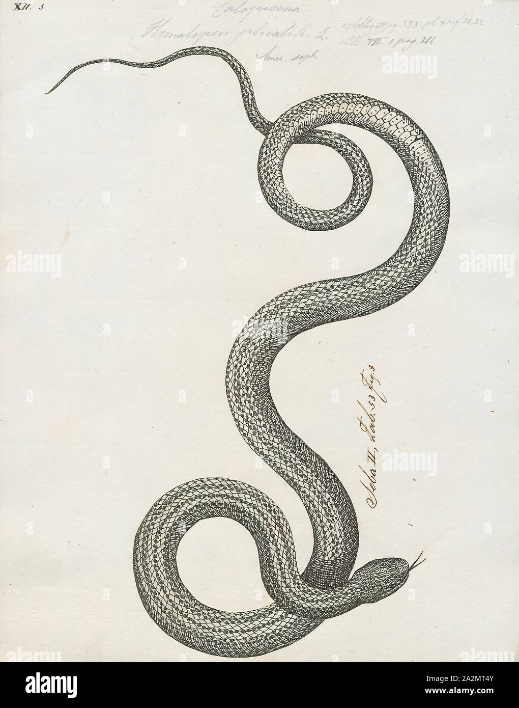 Homalopsis plicatilis, Imprimer, Homalopsis est une espèce de serpents de la famille des Homalopsidae. Le genre est limitée à l'Asie du Sud et comprend cinq espèces actuellement reconnues. Comme tous les membres de la famille, Homalopsidae Homalopsis-arrière sont légèrement et à crochets venimeux, bien que considéré comme inoffensif pour l'homme, 1734-1765. Banque D'Images