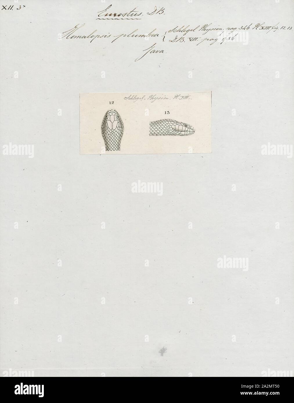 Homalopsis Homalopsis plumbea, Print, est une espèce de serpents de la famille des Homalopsidae. Le genre est limitée à l'Asie du Sud et comprend cinq espèces actuellement reconnues. Comme tous les membres de la famille, Homalopsidae Homalopsis-arrière sont légèrement et à crochets venimeux, bien que considéré comme inoffensif pour l'homme, la tête. Banque D'Images