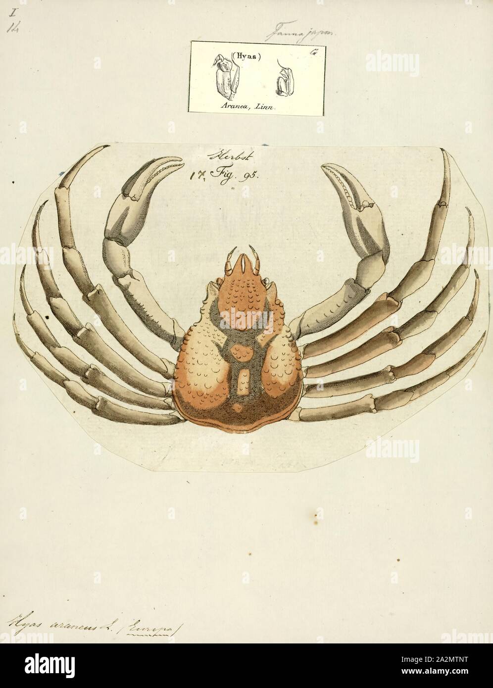 Hyas araneus, Imprimer, la grande araignée de mer, Hyas araneus, est une espèce de crabe trouvé dans les eaux de l'Atlantique nord-est et la mer du Nord, généralement en dessous de la zone de marée Banque D'Images