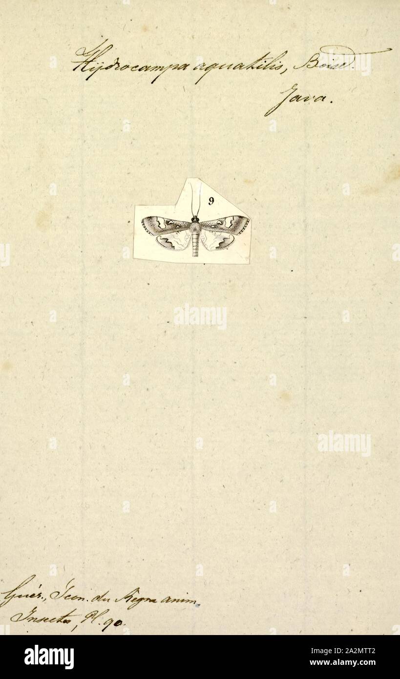Hydrocampa, Imprimer, Elophila est un genre de papillons de la famille des Crambidae décrite par Jacob Hübner en 1822 Banque D'Images