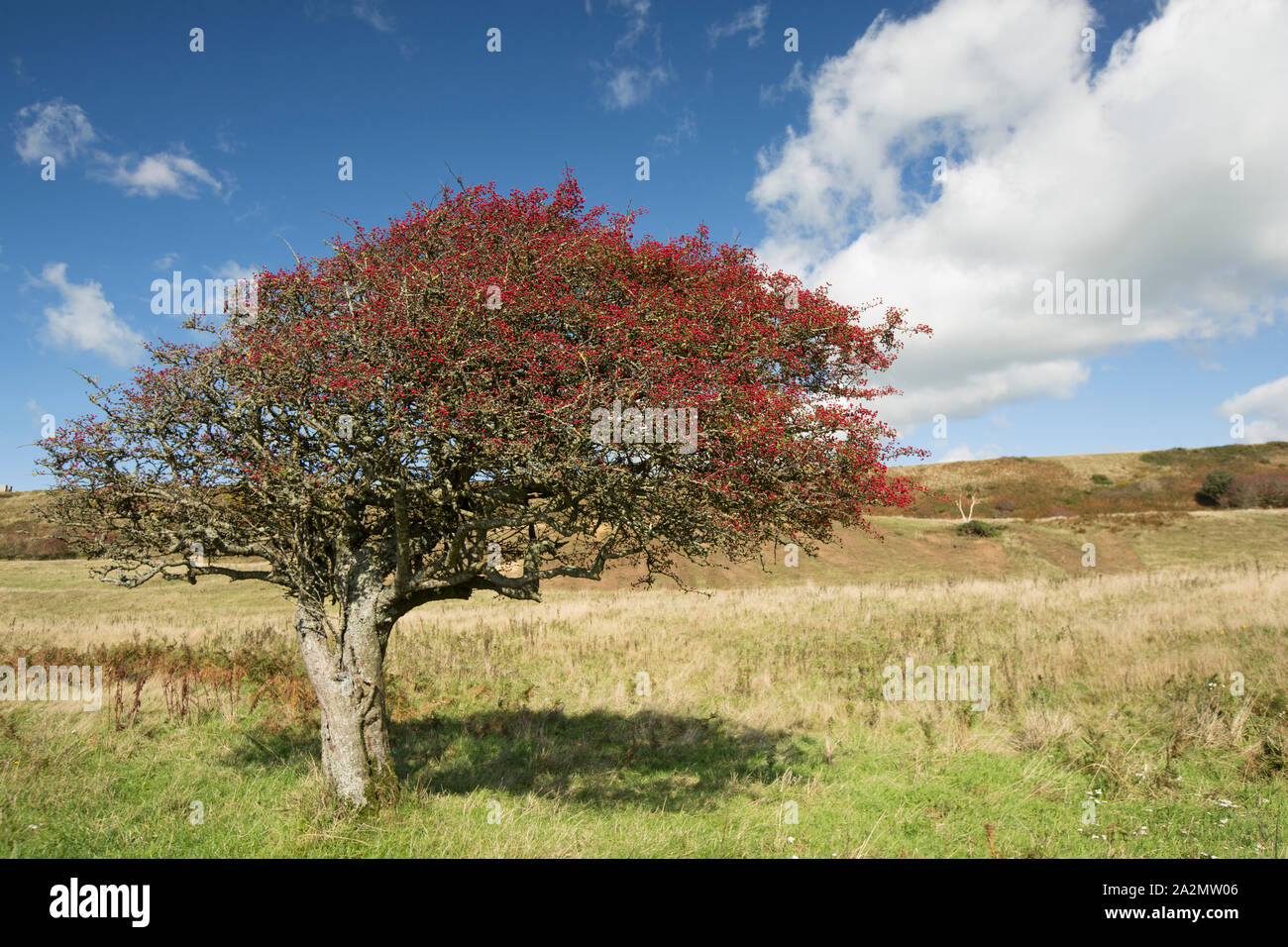 Une politique commune de l'Aubépine arbre, Cretaegus monogyna, chargés de fruits mûrs, qui a été façonnée par les vents dominants poussent sur une colline au-dessus de la plage de Chesil Banque D'Images