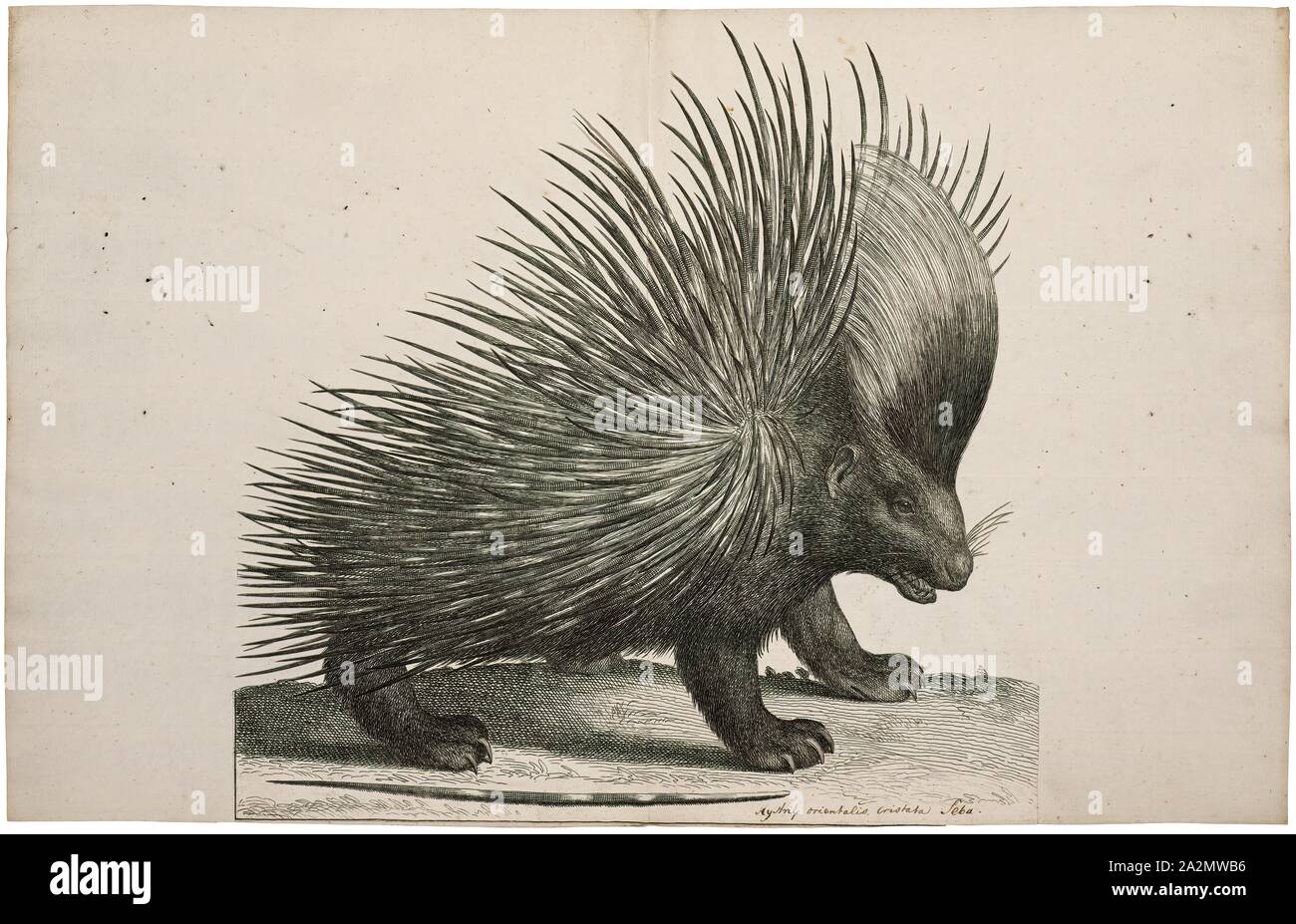 Hystrix cristata, Imprimer, le porc-épic (Hystrix cristata) est une espèce de passereau de la famille Hystricidae trouvés en Italie, en Afrique du Nord, et en Afrique subsaharienne, 1700-1880. Banque D'Images