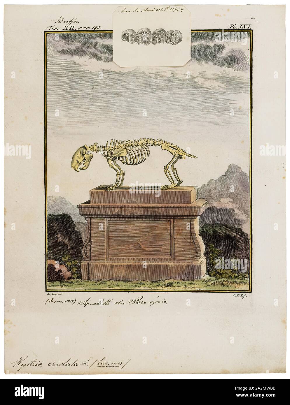 Hystrix cristata, Imprimer, le porc-épic (Hystrix cristata) est une espèce de passereau de la famille Hystricidae trouvés en Italie, en Afrique du Nord, et en Afrique subsaharienne, le skeleton. Banque D'Images